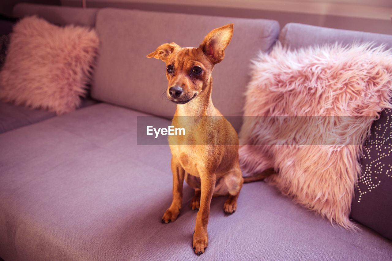 PORTRAIT OF DOG ON SOFA