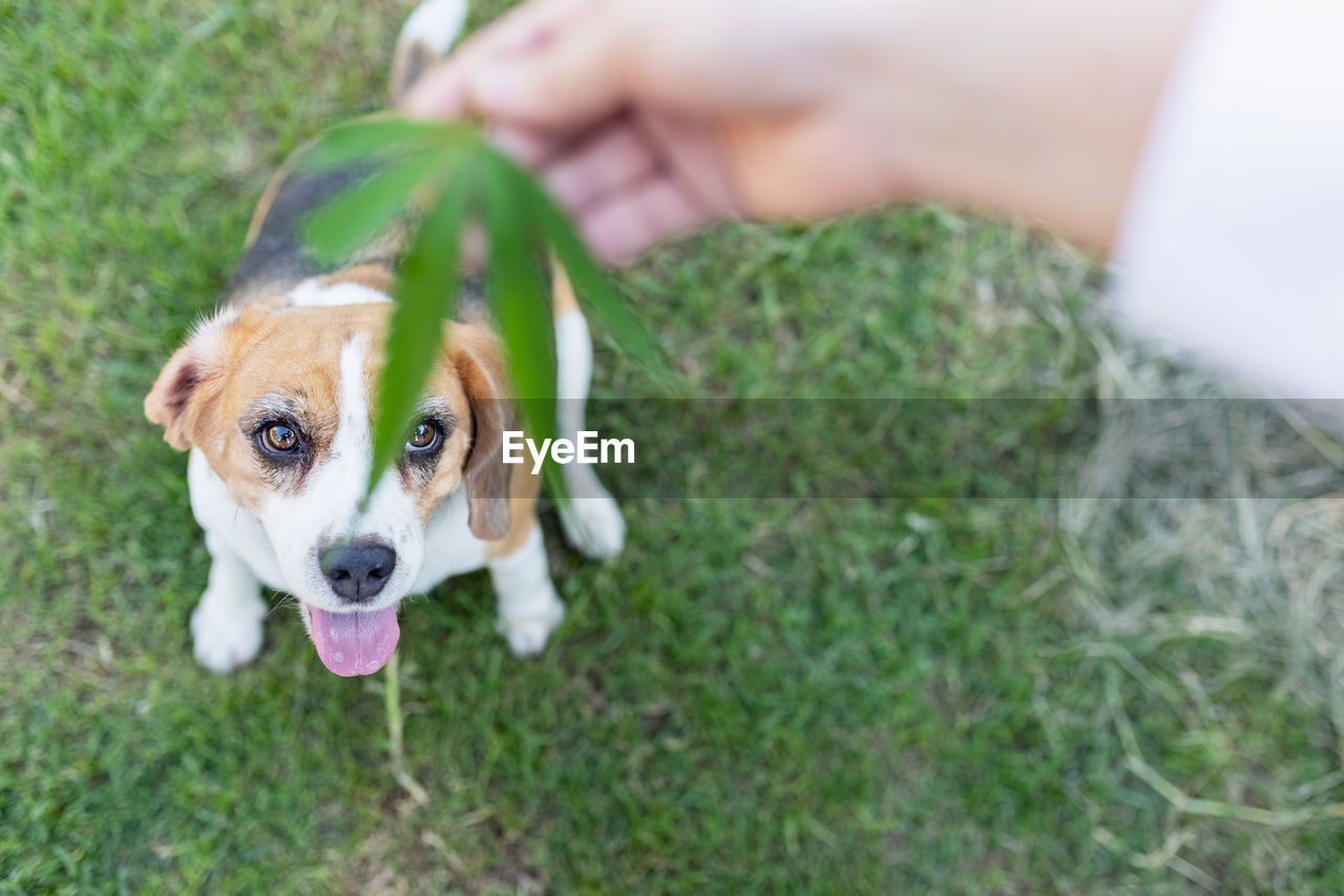 Detection beagle dog sniffing hemp leaf of marijuana outdoors. medicinal herbs