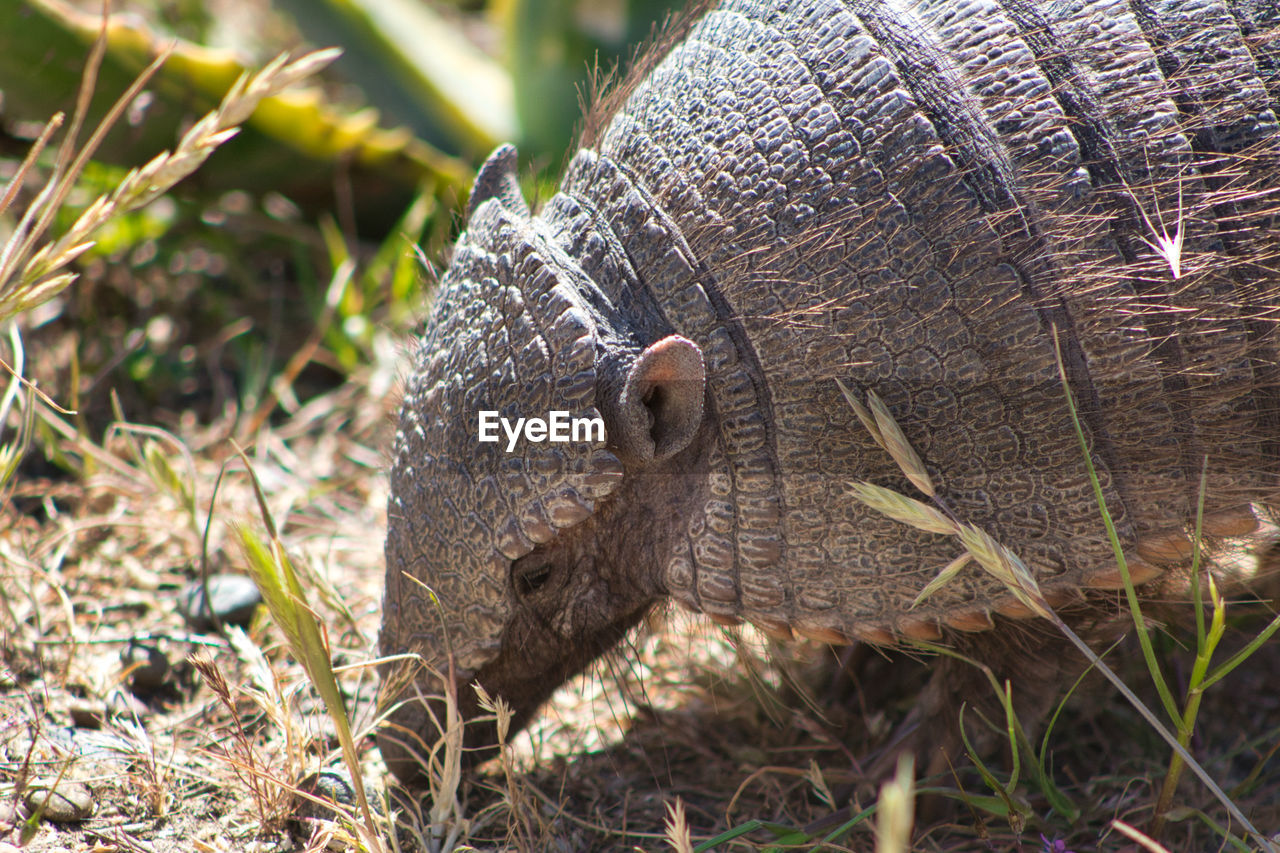 Close-up of armadillo on field