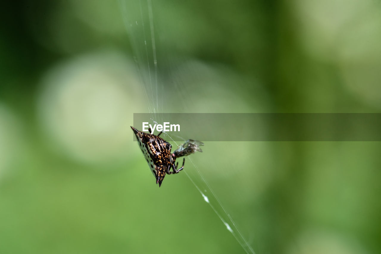 Close up view of small spider eating a fly in costa rica