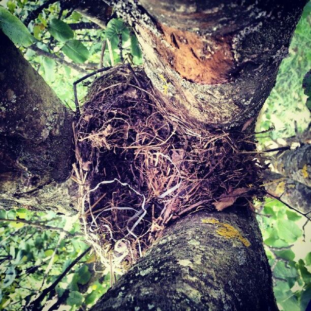 plant, nature, tree, day, plant part, no people, growth, tree trunk, trunk, leaf, green, high angle view, outdoors, land, close-up, forest, branch, bark, textured, root, beauty in nature, sunlight, jungle, soil, wood