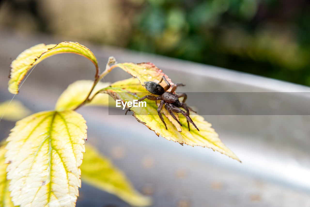 CLOSE-UP OF HONEY BEE POLLINATING