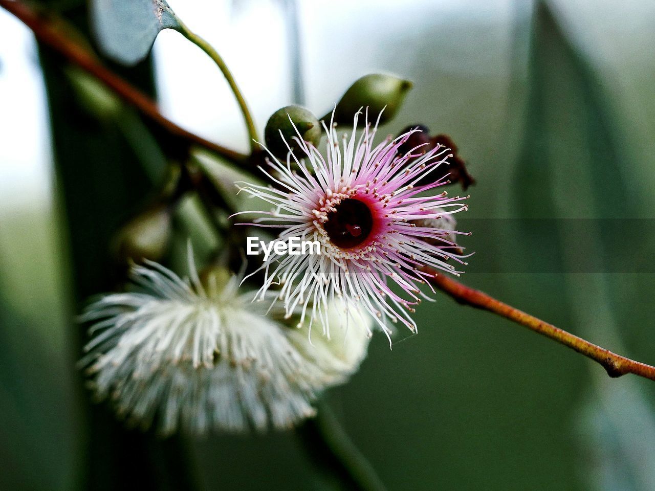 Close-up of passion flower