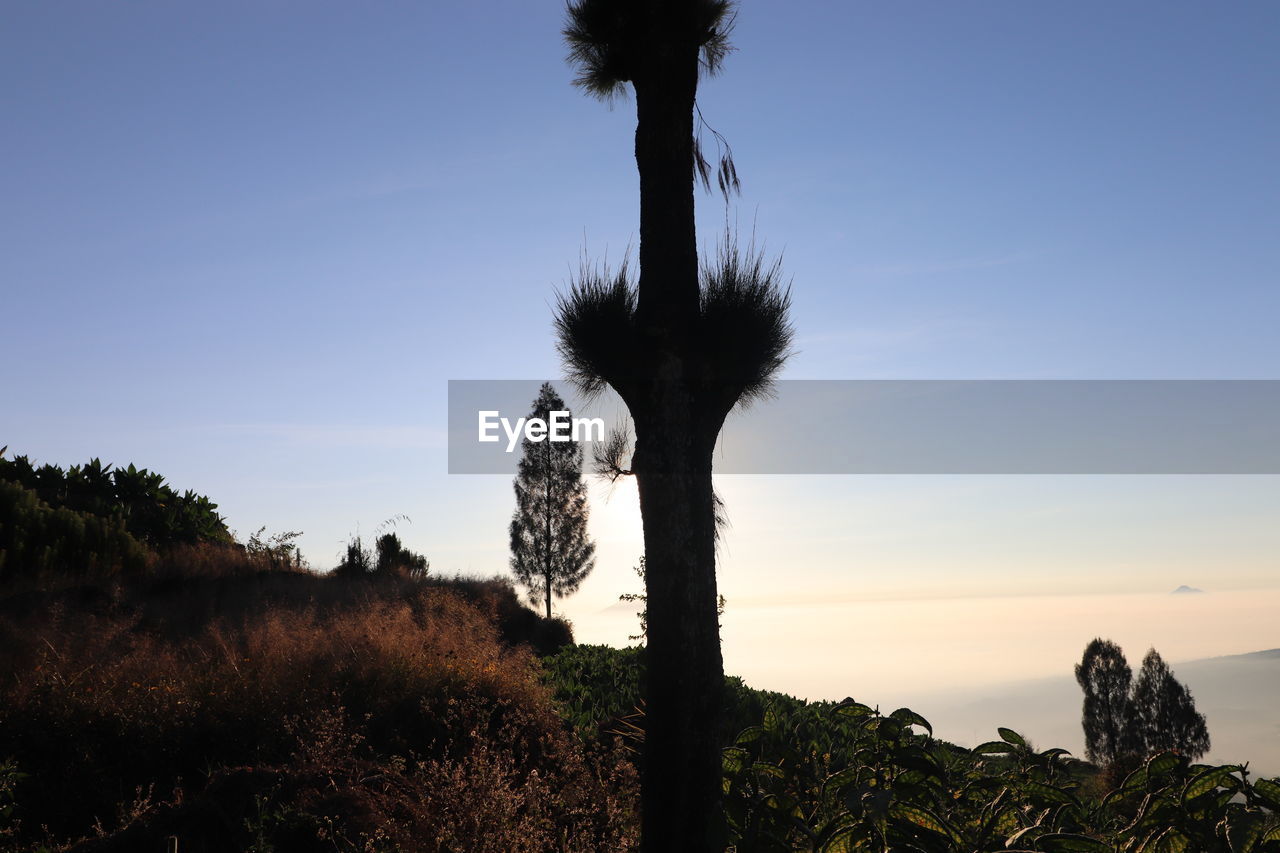 Coconut palm trees by sea against clear sky during sunset