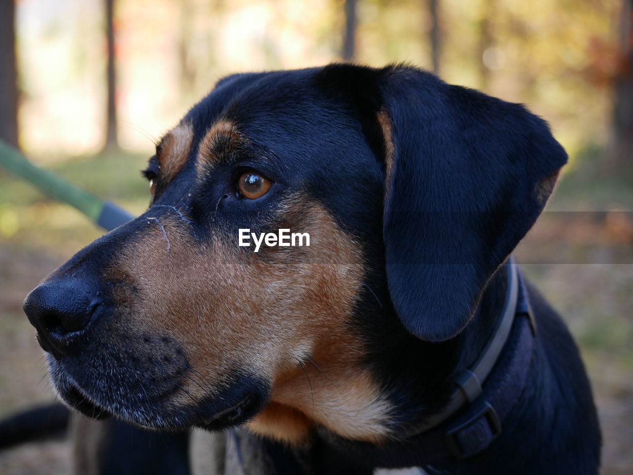 CLOSE-UP OF DOG LOOKING AWAY OUTDOORS