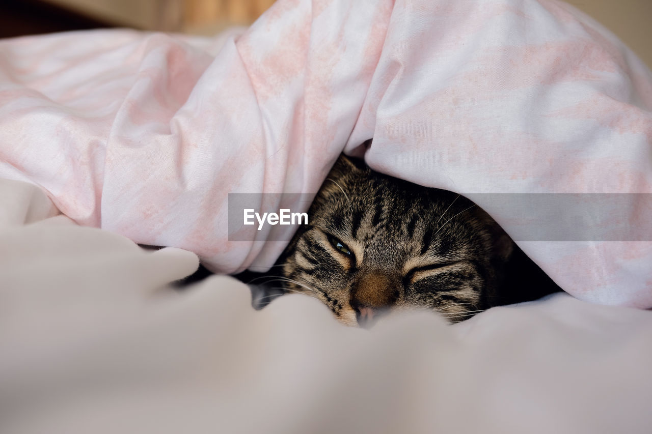 Tabby cat sleeping in a bed. wellington, new zealand.