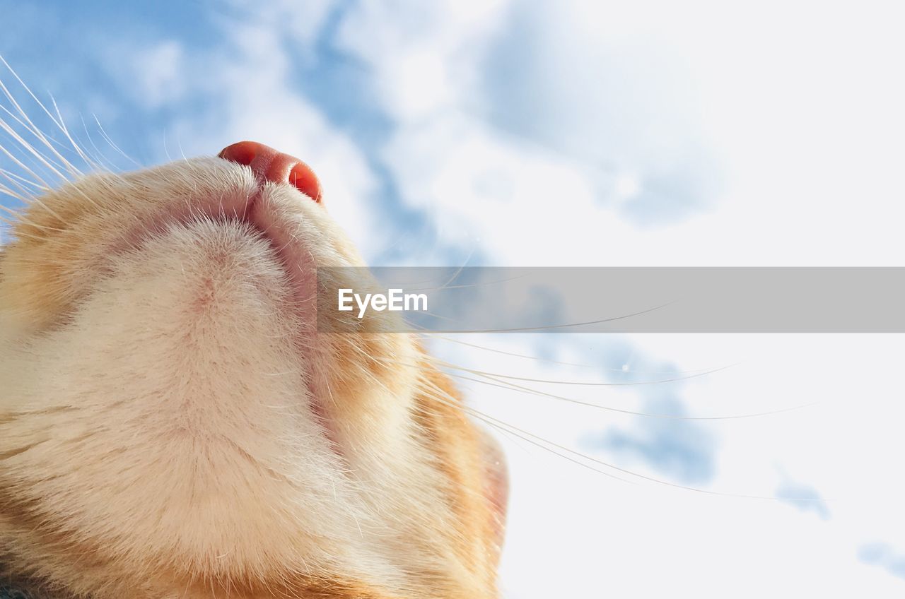 Close-up of a cat against sky
