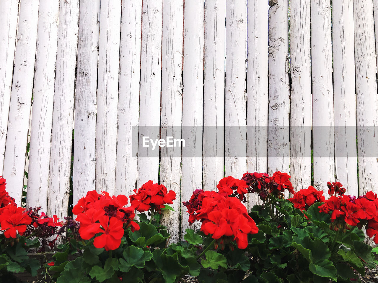 Close-up of red flowering plants