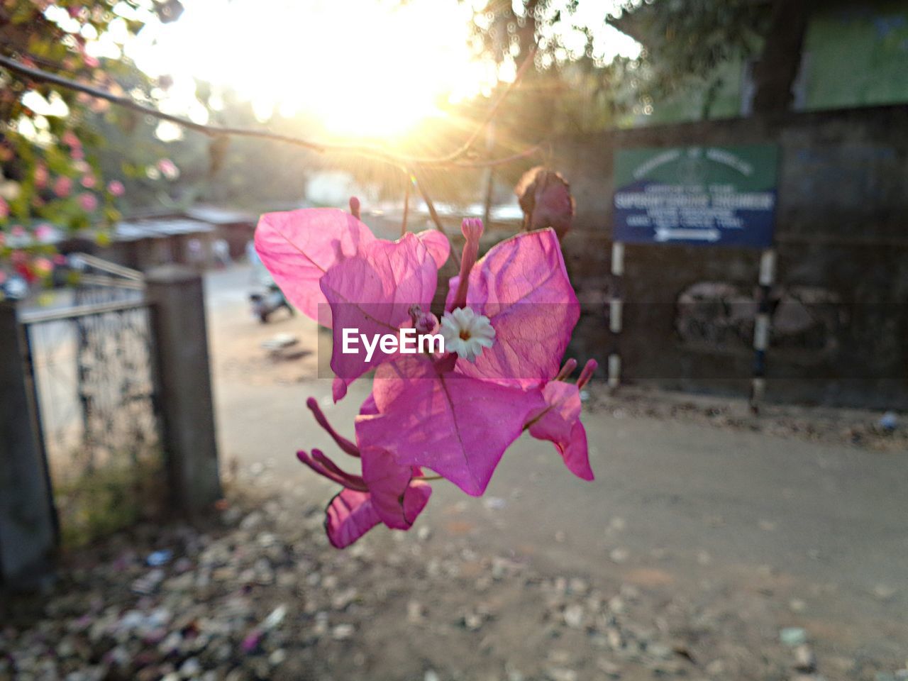 CLOSE-UP OF FRESH PINK FLOWERS BLOOMING IN PARK