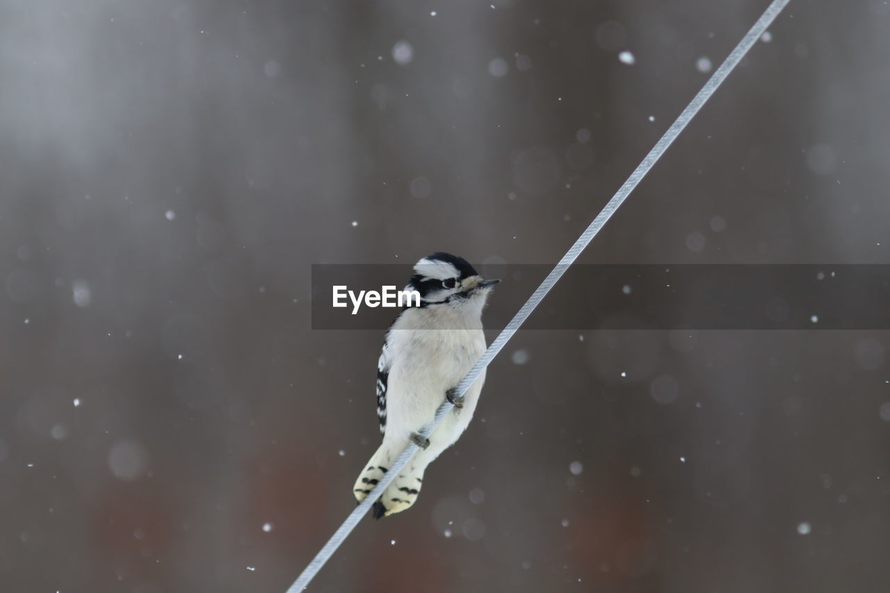 Bird perching on a snow