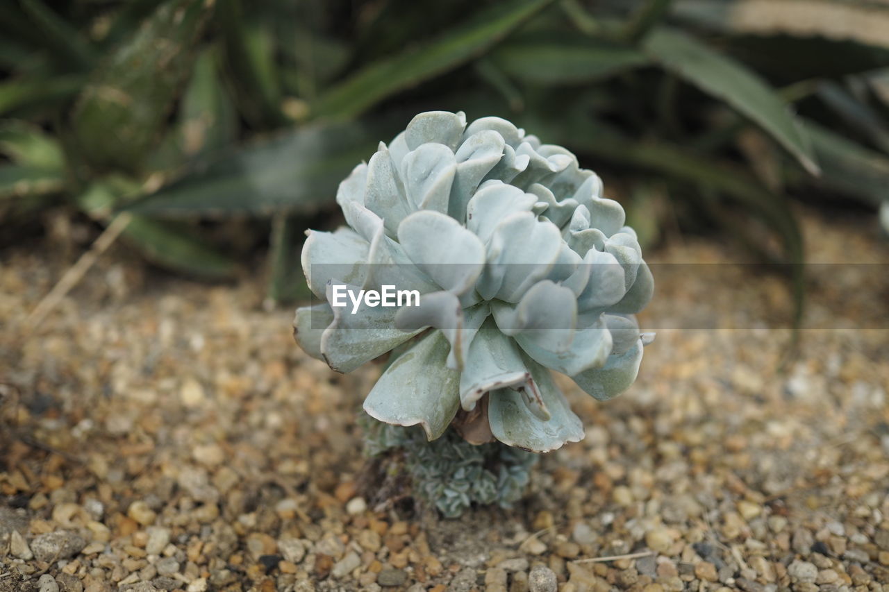 CLOSE-UP OF WHITE FLOWERING PLANTS ON LAND