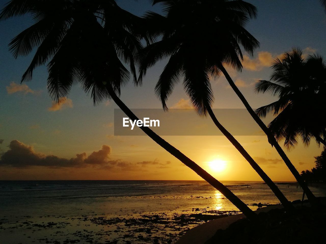 Silhouette palm trees on beach against sky during sunset