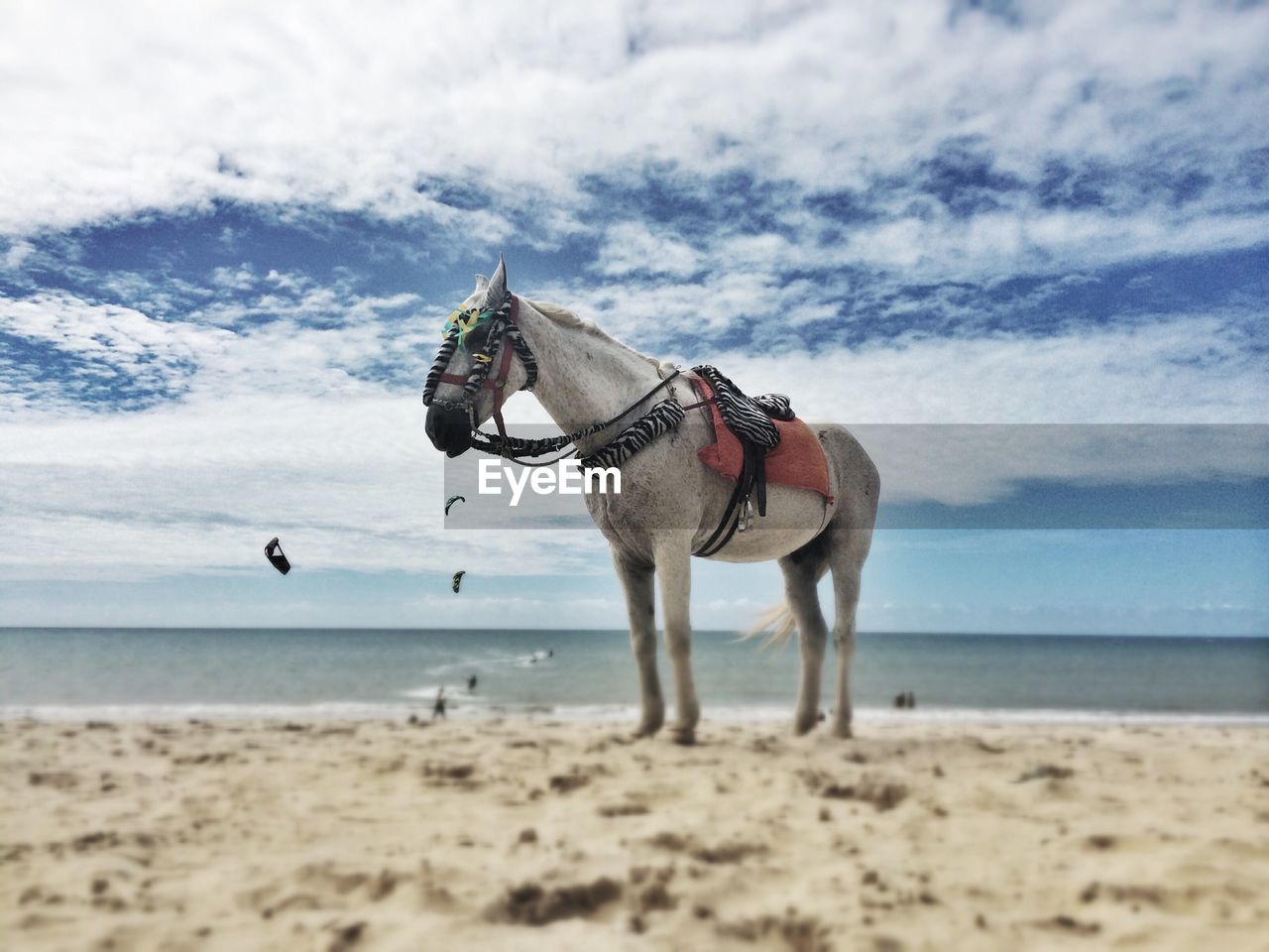 Horse standing on calm beach against clouds