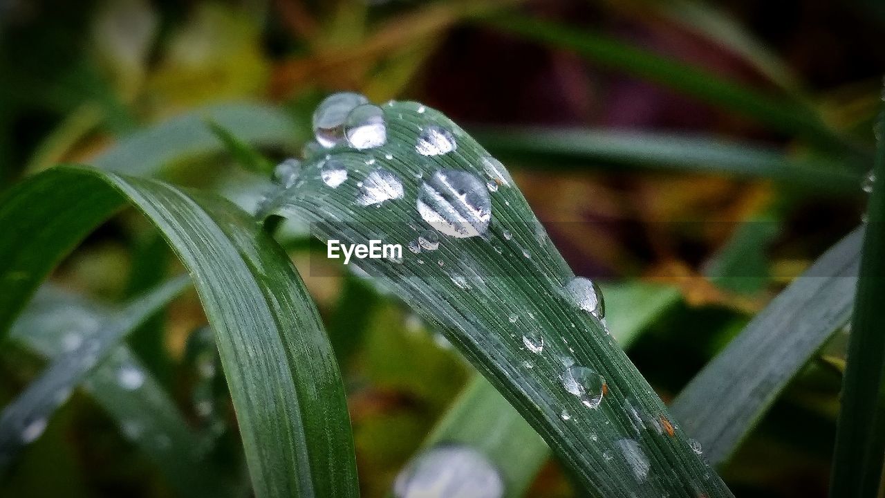 CLOSE-UP OF WATER DROPS ON PLANT