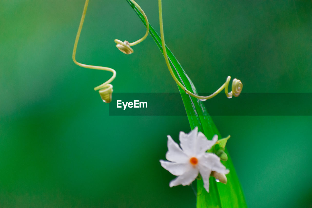 CLOSE-UP OF FLOWERING PLANTS