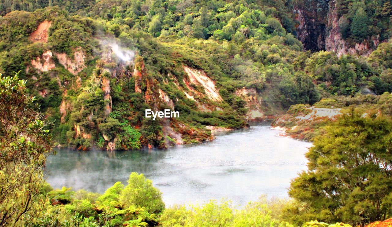 SCENIC VIEW OF RIVER FLOWING IN FOREST