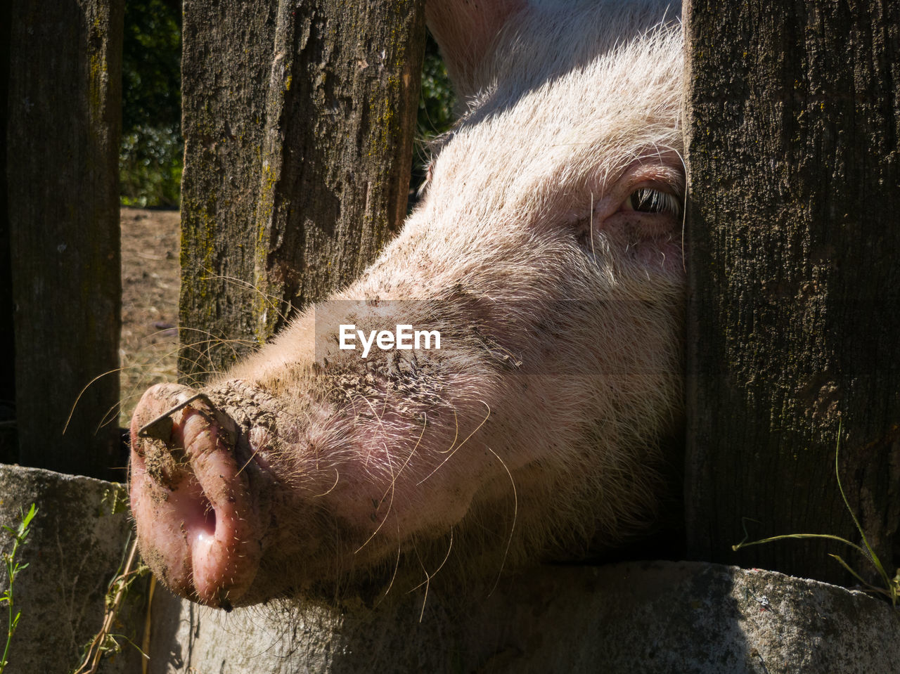 CLOSE-UP OF A HORSE IN THE ANIMAL