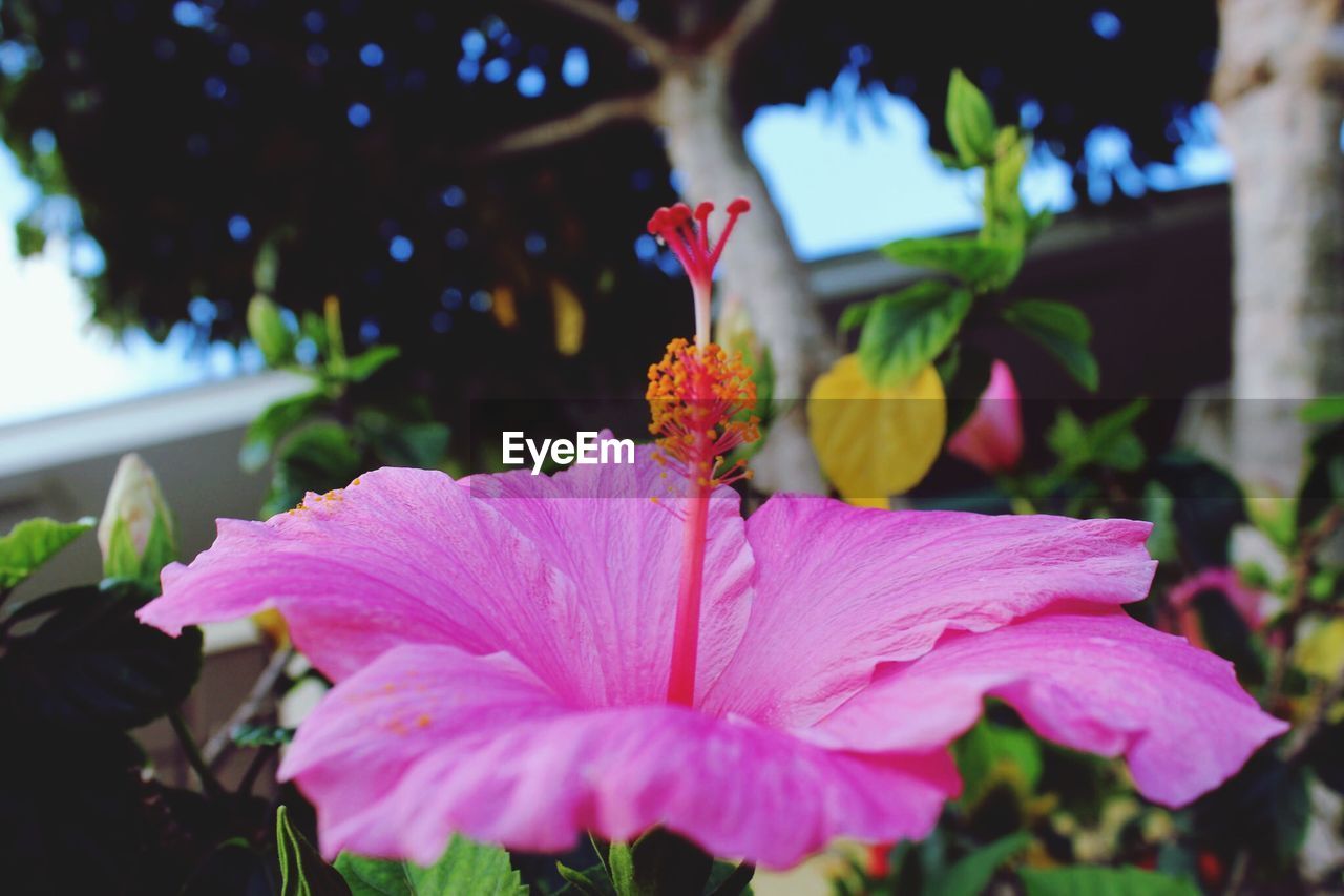 Close-up of pink flower