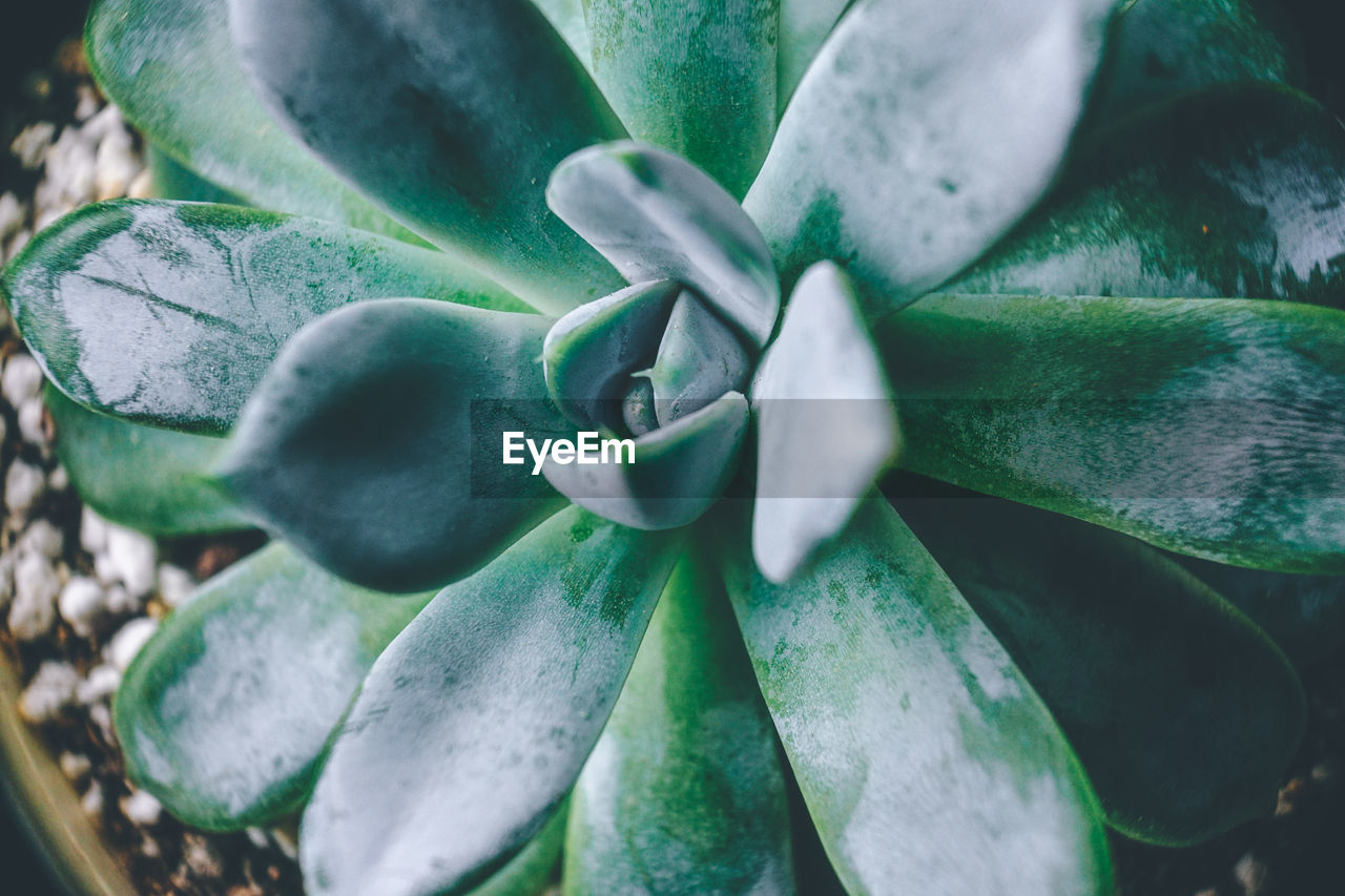 FULL FRAME SHOT OF SUCCULENT PLANTS