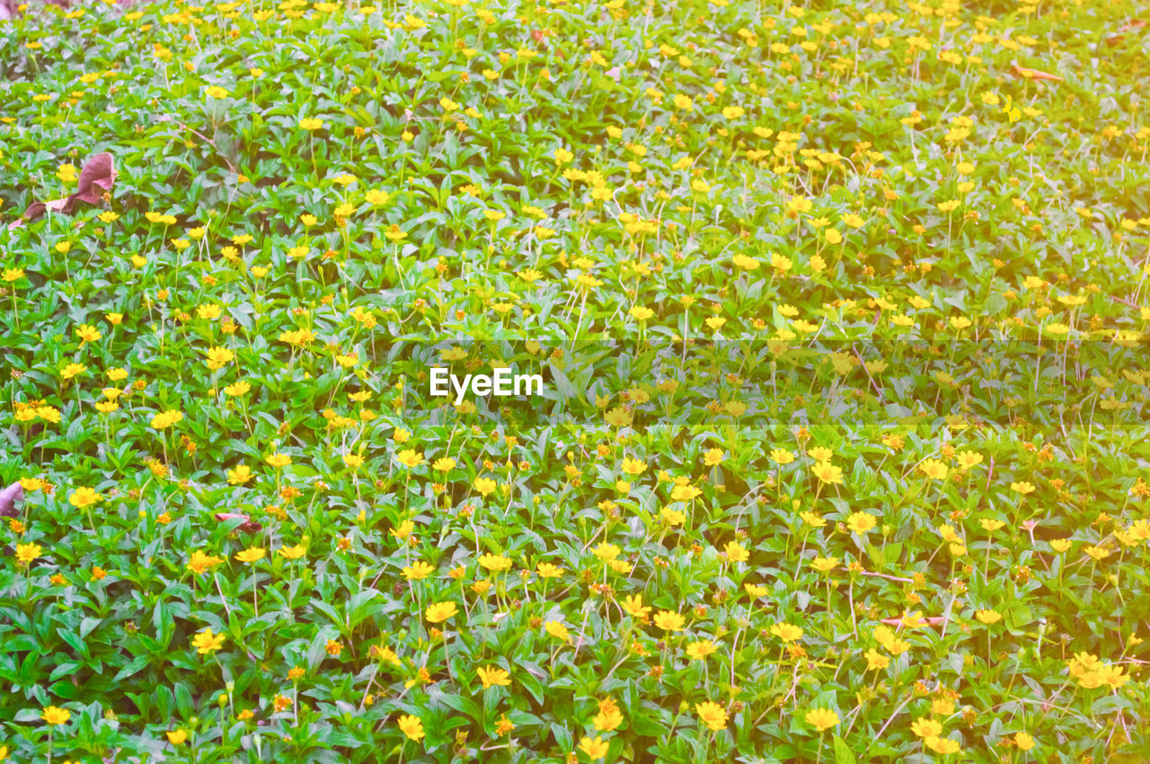 FULL FRAME SHOT OF MULTI COLORED FLOWERS GROWING IN GRASS
