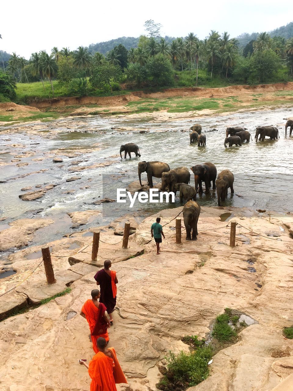 HORSES IN LANDSCAPE