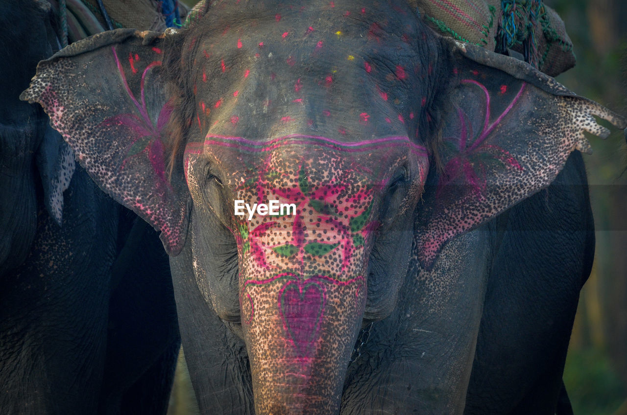 CLOSE-UP OF ELEPHANT IN ANIMAL