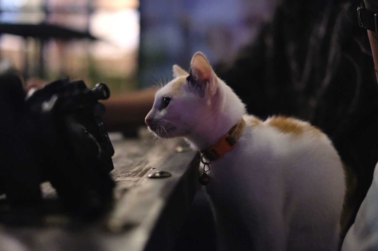 Close-up of cat by table