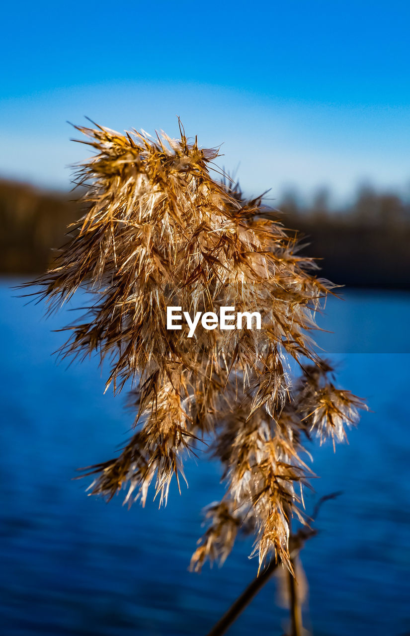 Close-up of wilted plant against blue sky