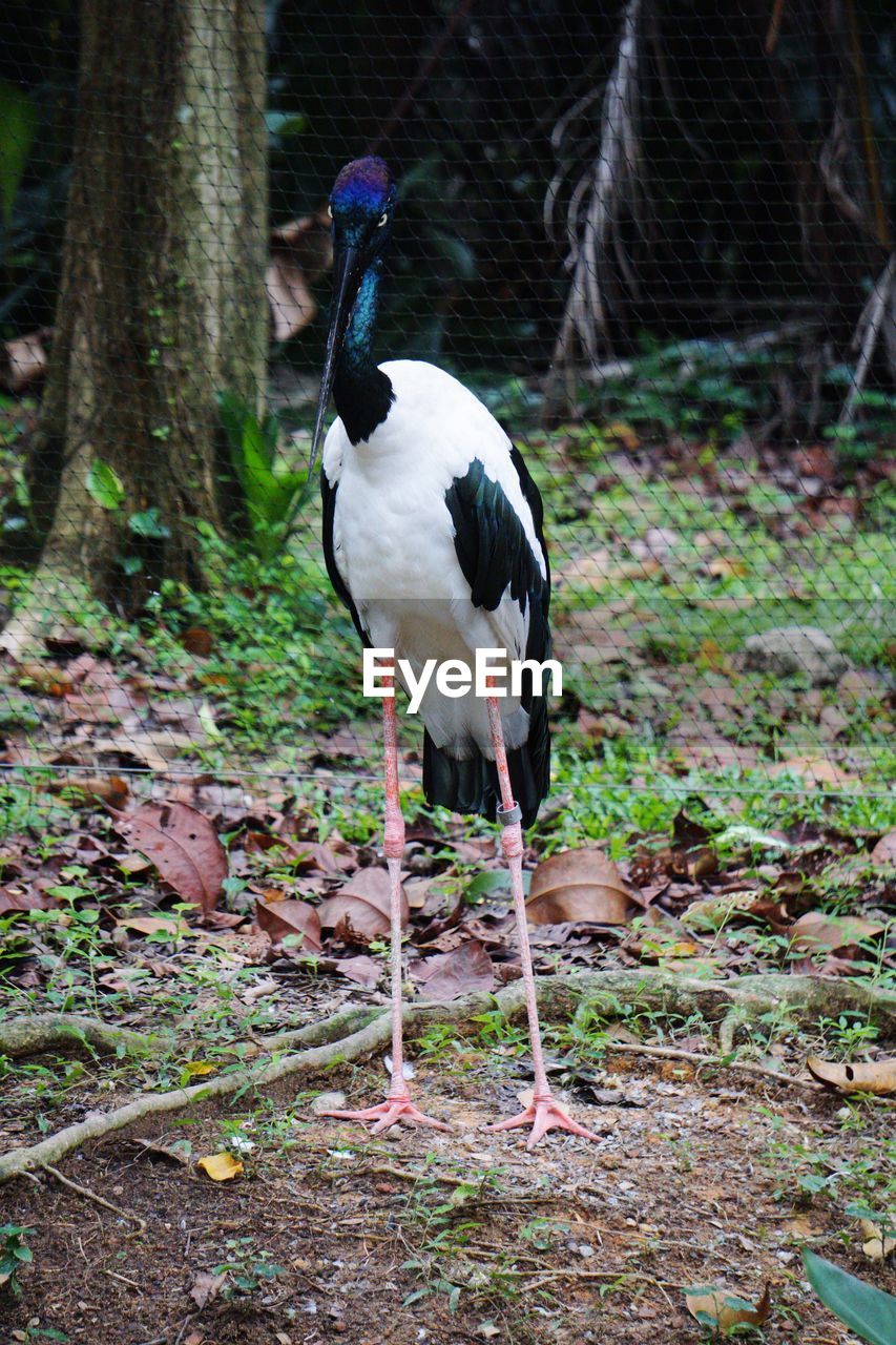 CLOSE-UP OF BIRD IN THE FOREST