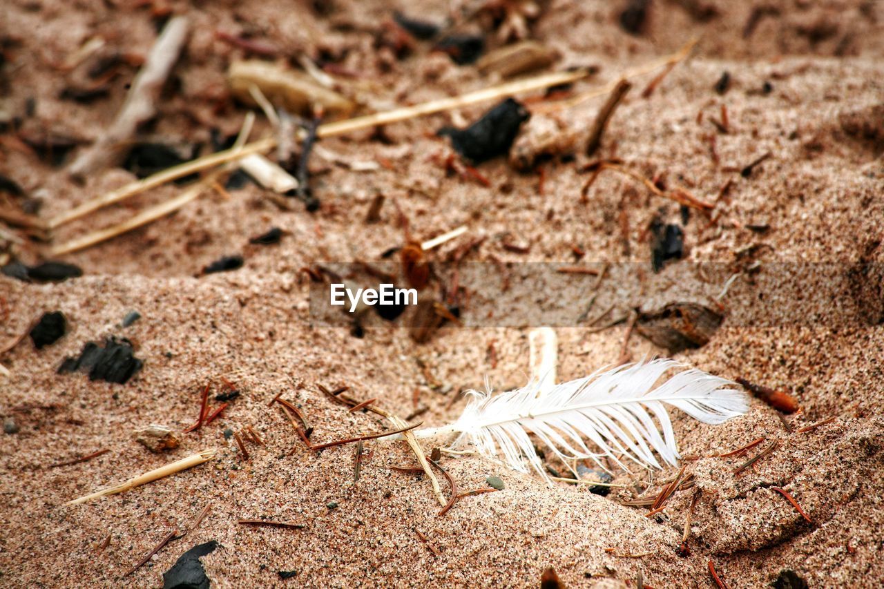 Close-up of feather on sand