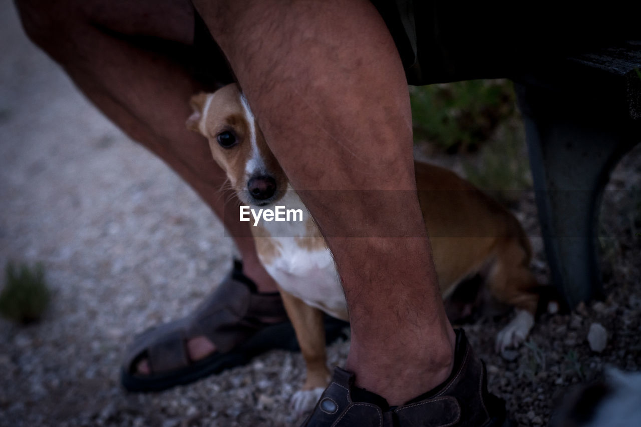 LOW SECTION PORTRAIT OF DOG SITTING ON FLOOR