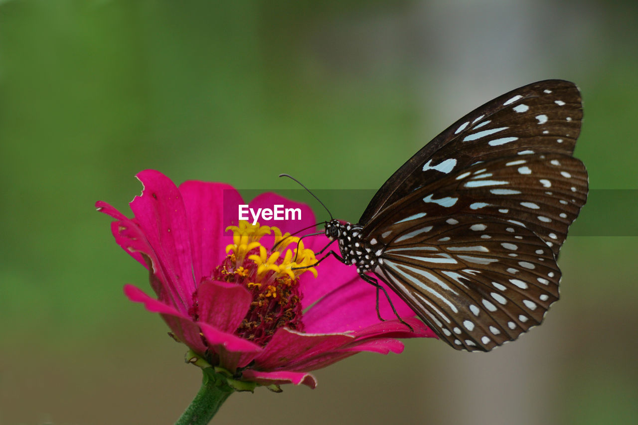 A beautiful blue tiger butterfly during the day perched on a flower with blurry background