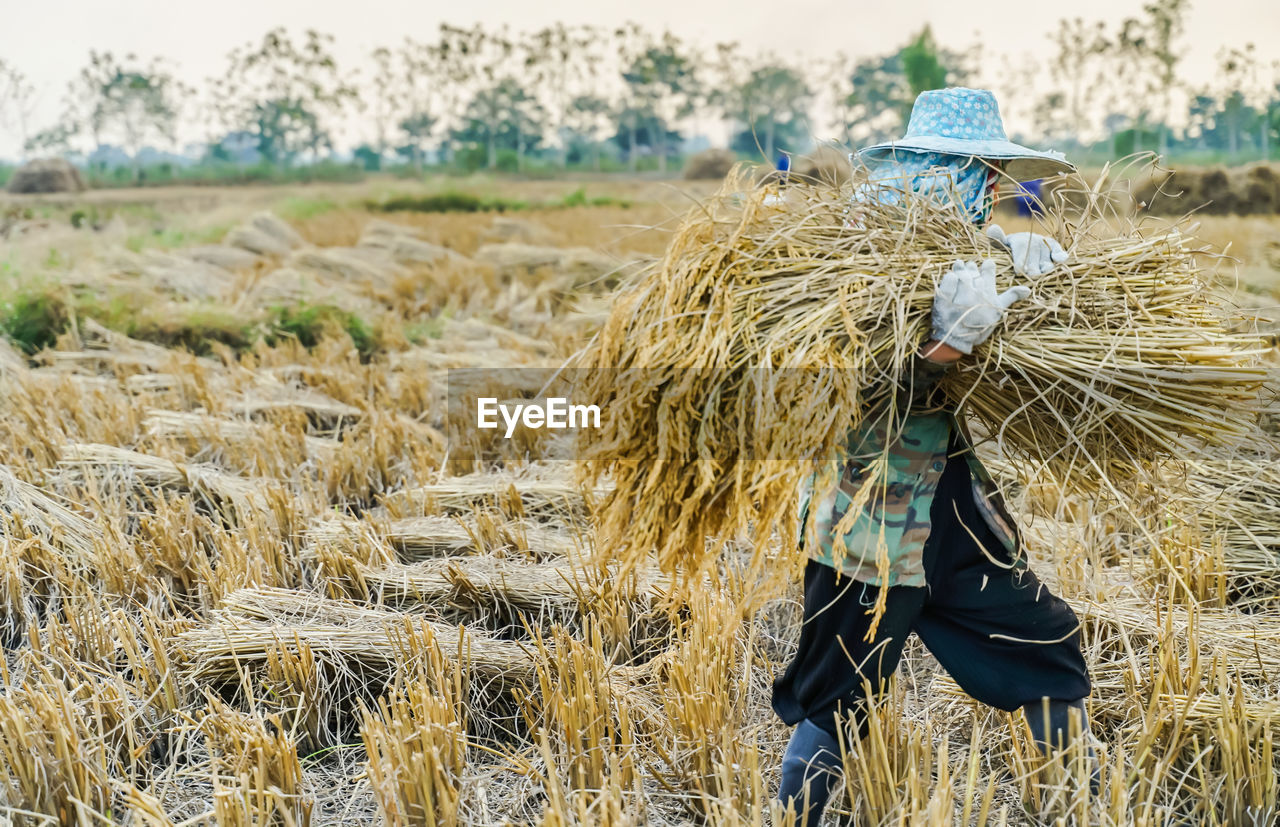 Man carrying hay bales at farm