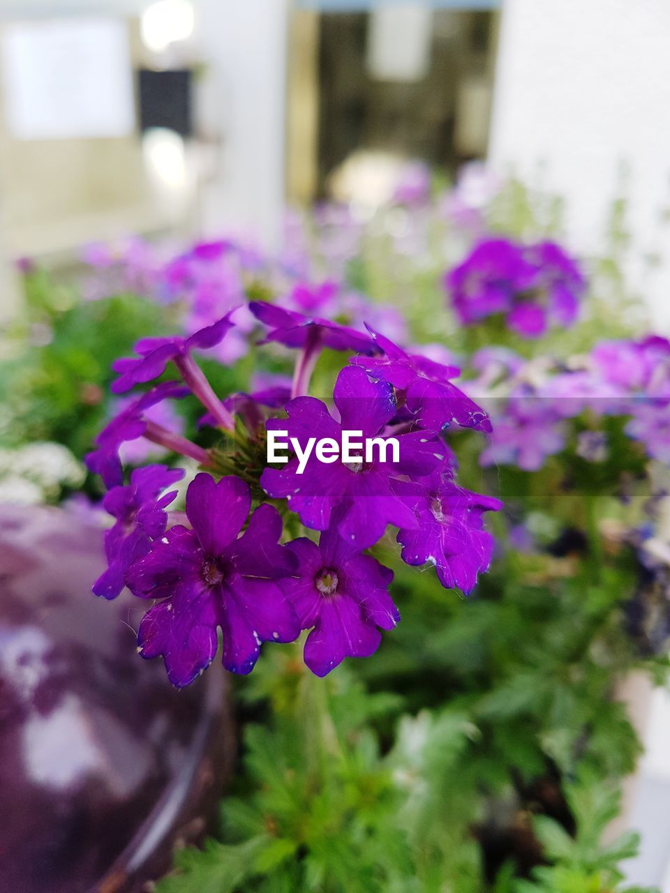 CLOSE-UP OF PURPLE FLOWERS