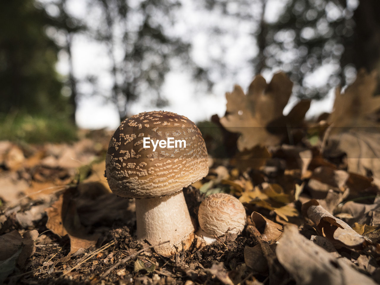 Close-up of mushrooms on field in forest