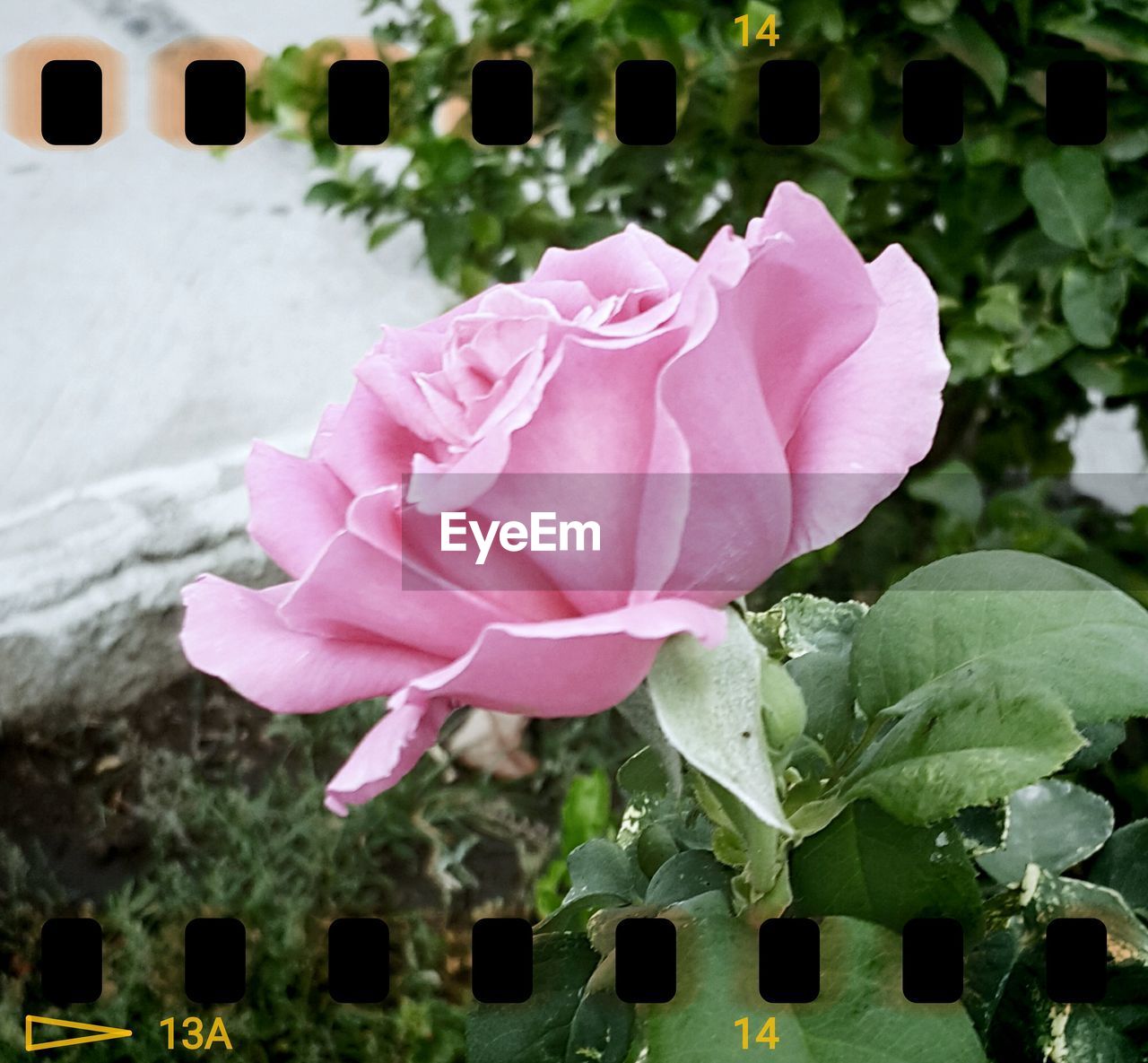 CLOSE-UP OF PINK ROSES