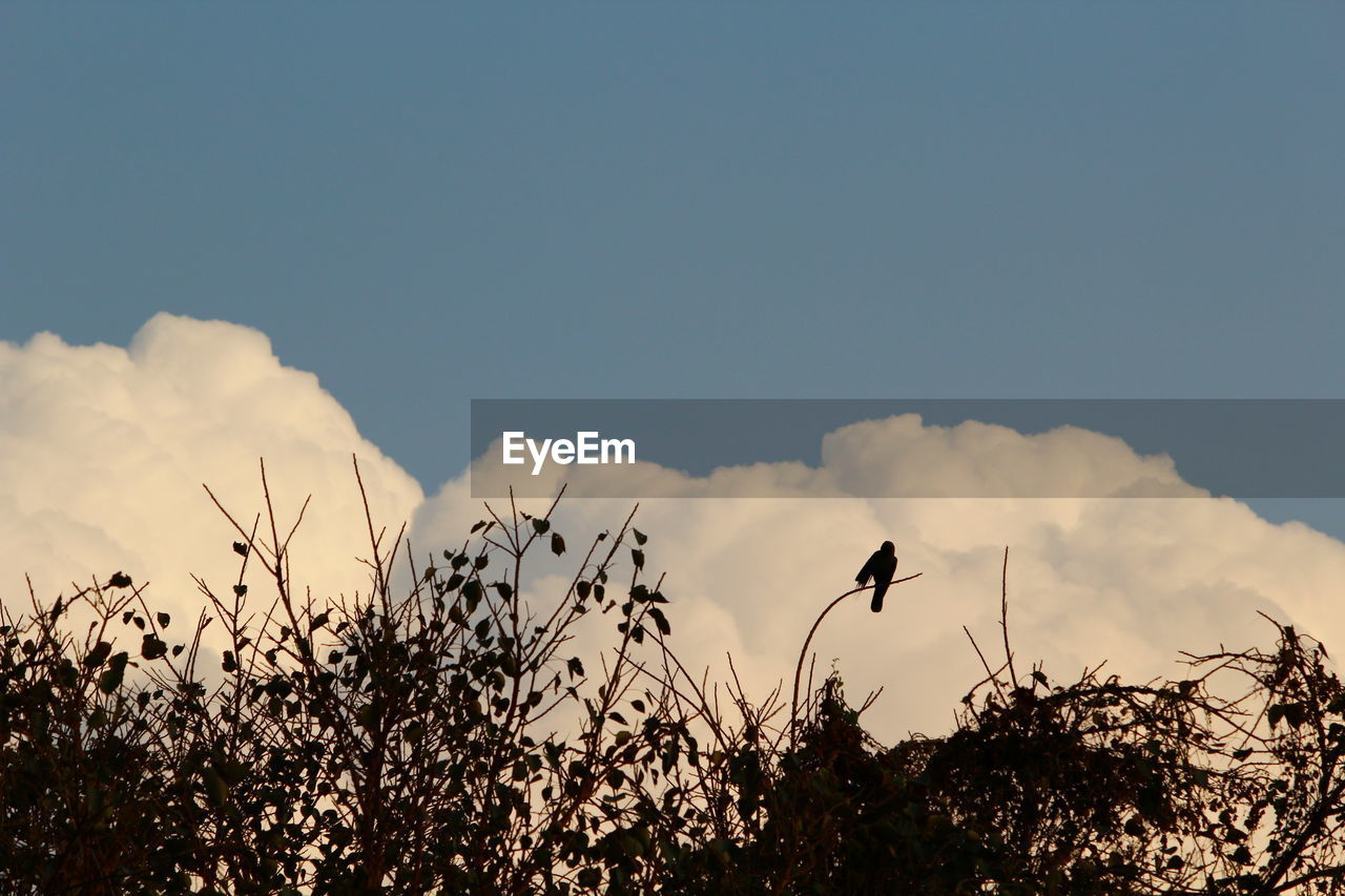 LOW ANGLE VIEW OF SILHOUETTE BIRDS FLYING IN SKY