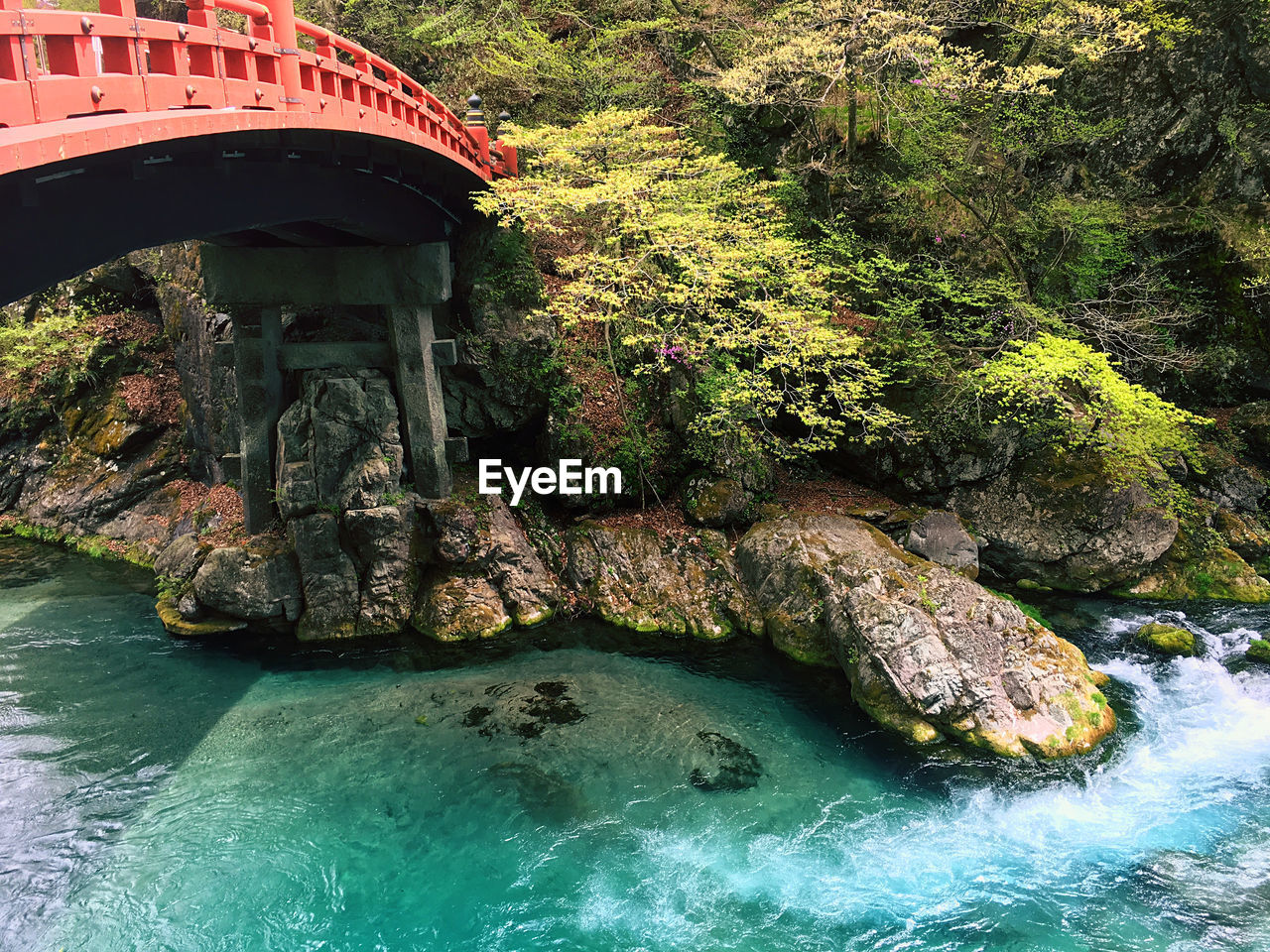 Plants growing on rocks by river