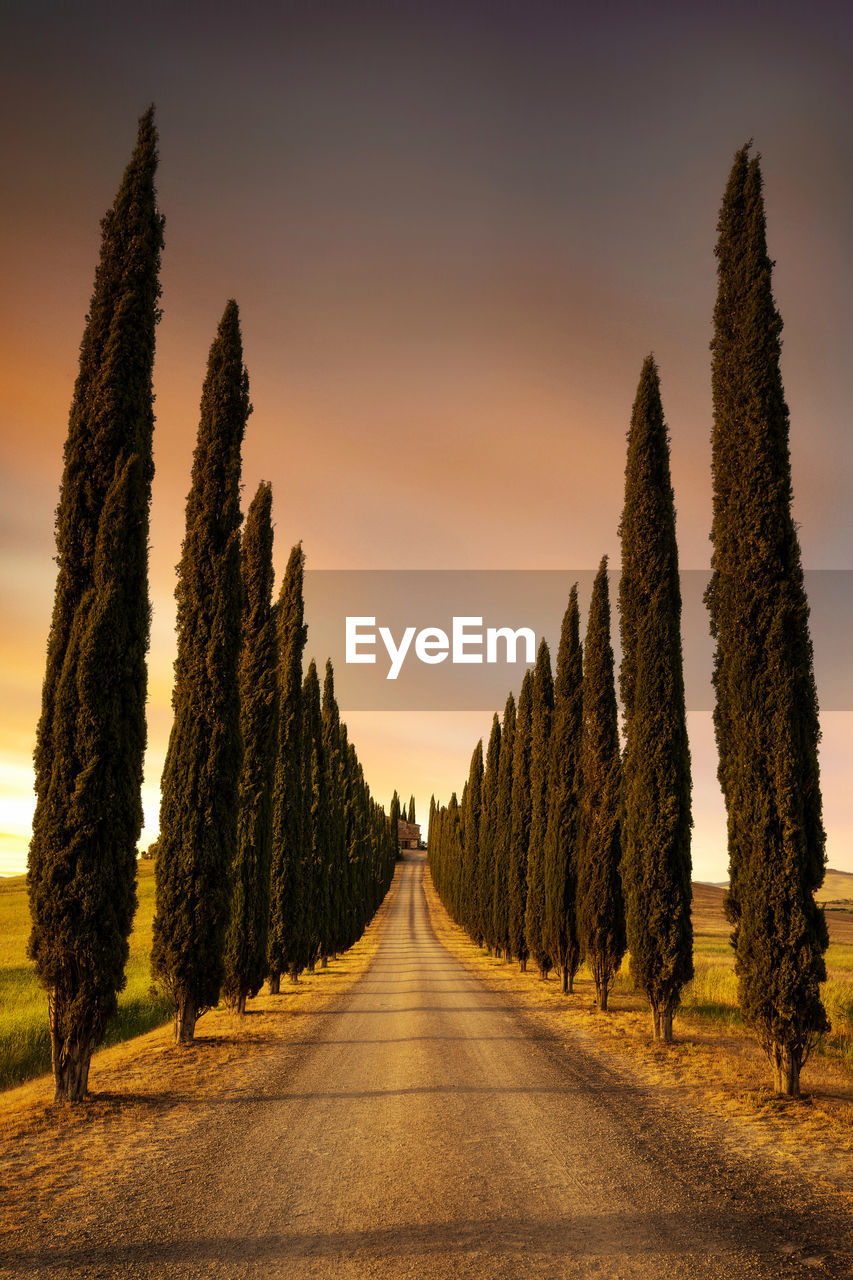 Cypress trees in tuscany, italy taken in may 2022