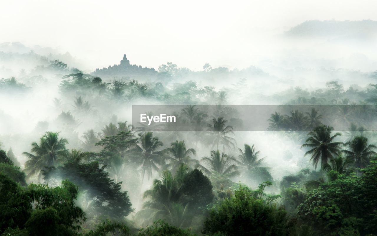 High angle view of trees covered with fog