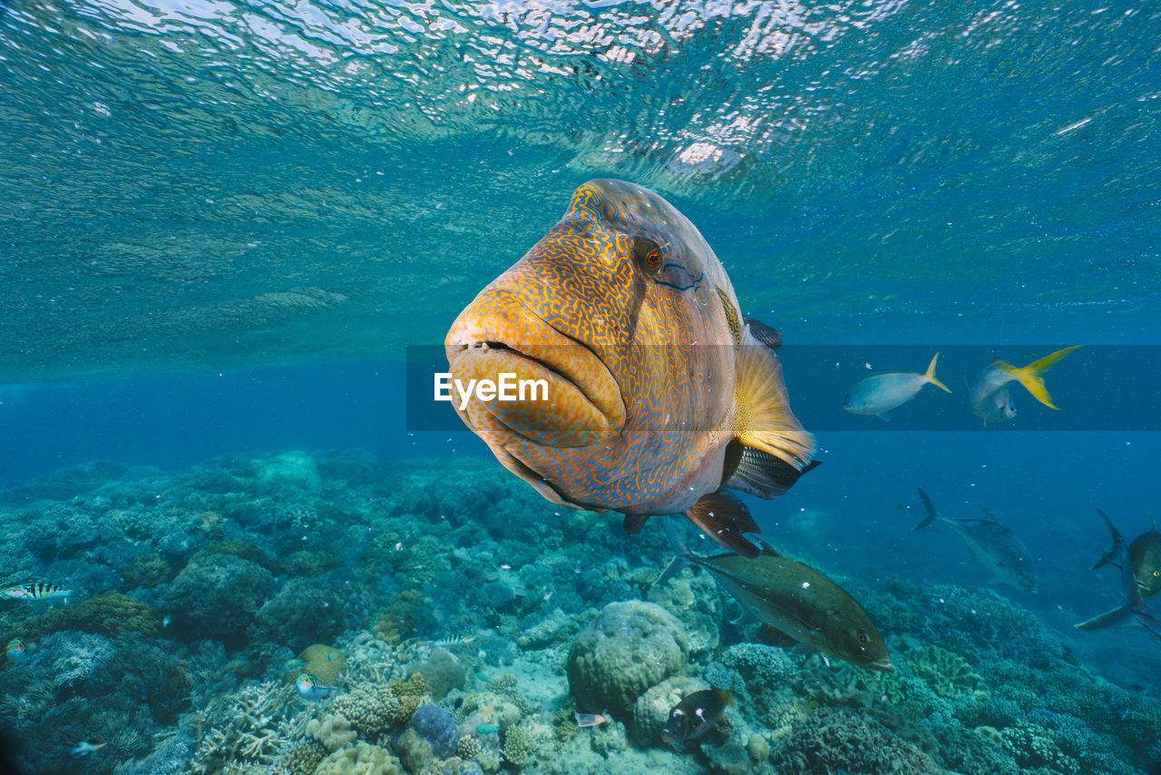 Cheilinus undulatus, maori wrasse humphead fish in australia