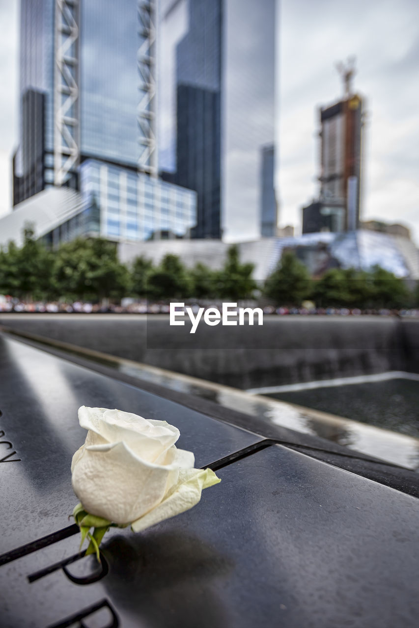911 memorial and rose