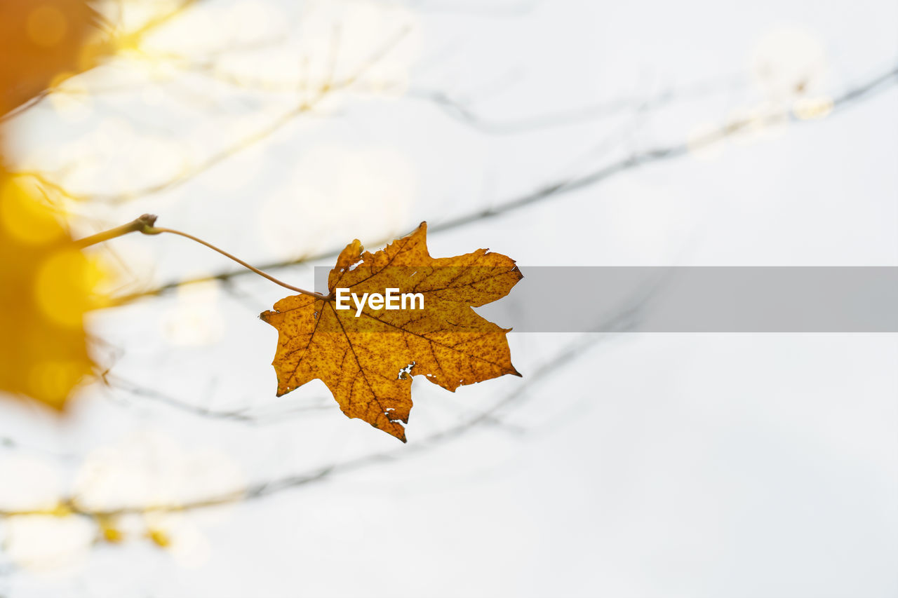 CLOSE-UP OF DRY MAPLE LEAF ON TREE