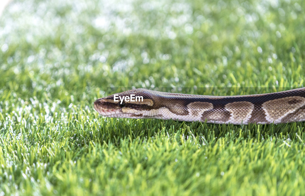 Close-up of snake on grassy field