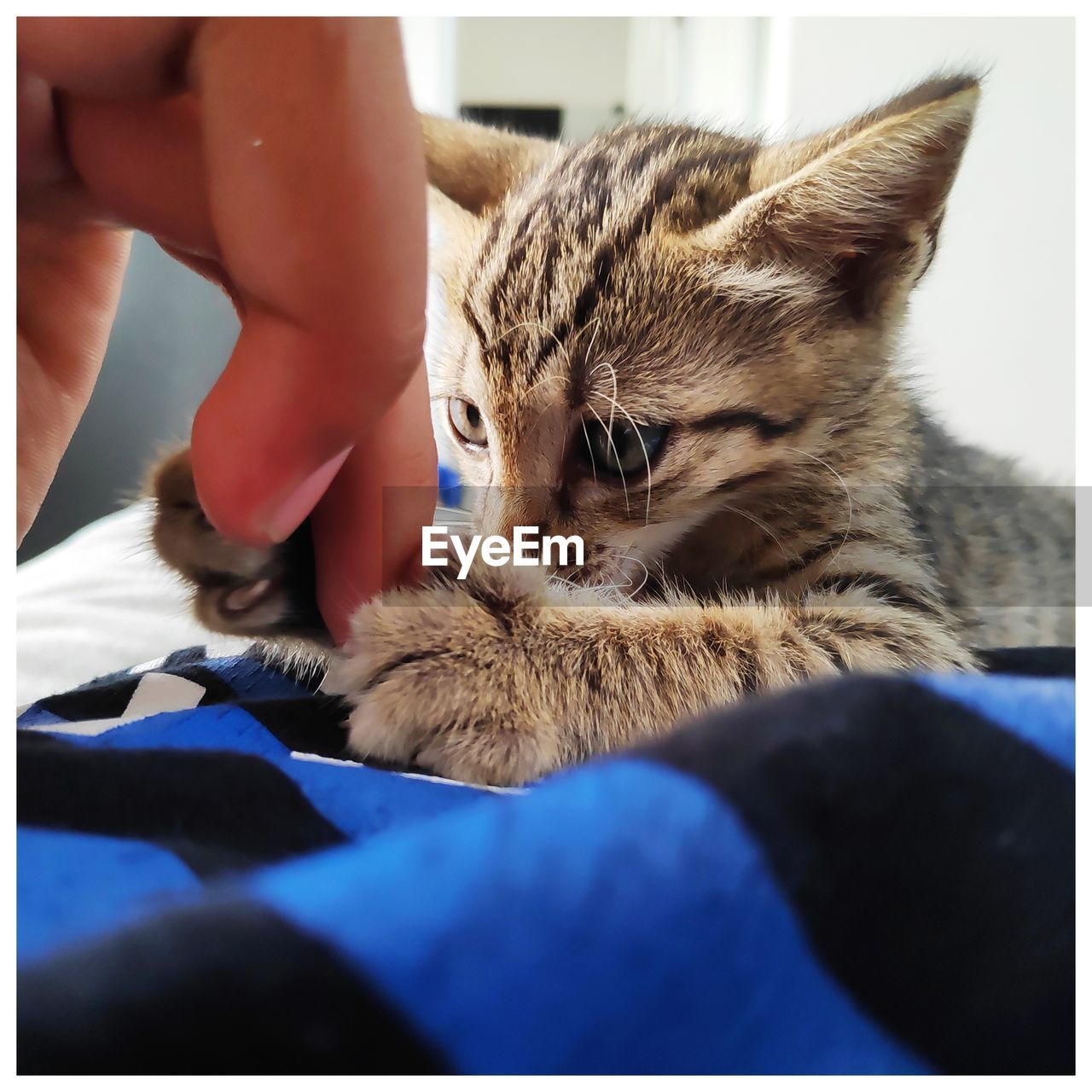 MIDSECTION OF PERSON WITH CAT RELAXING ON BED