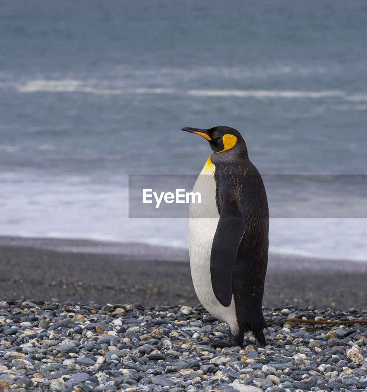 Full length of a penguin on beach