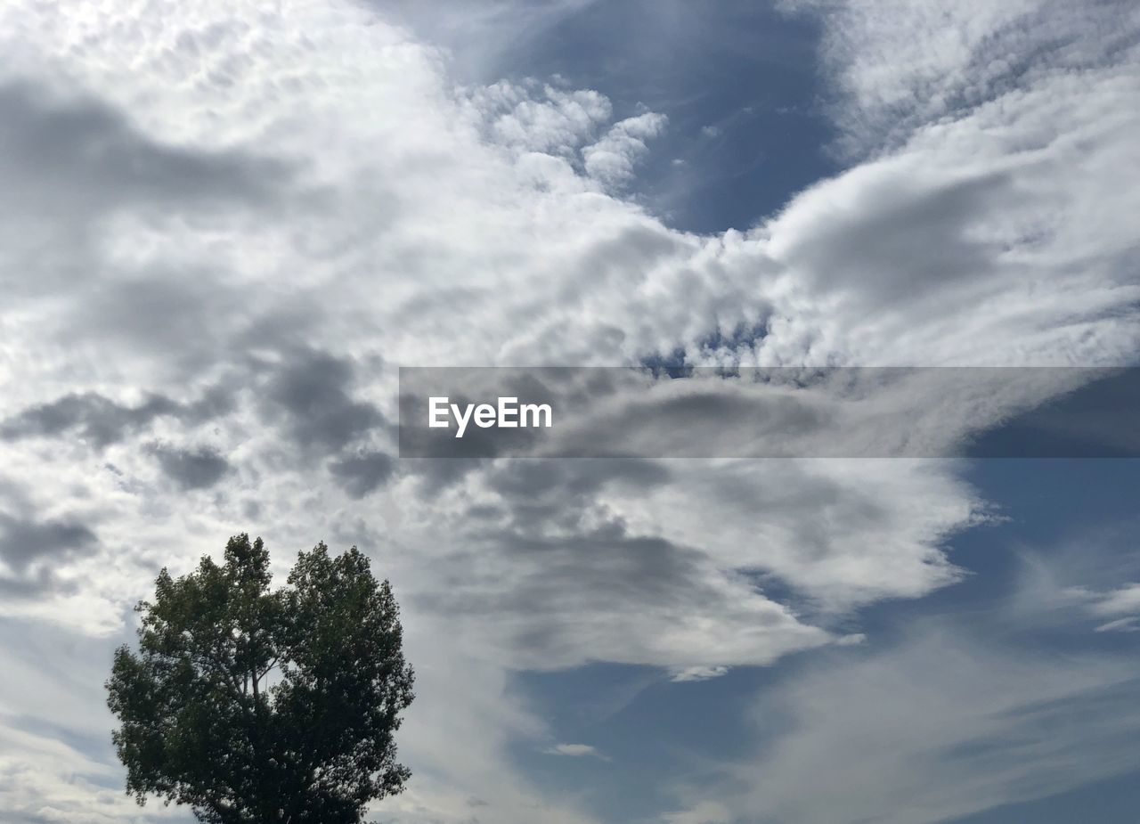LOW ANGLE VIEW OF TREES AGAINST CLOUDY SKY