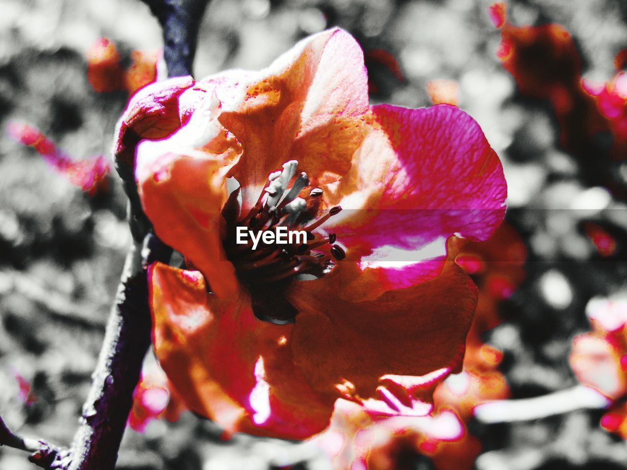 CLOSE-UP OF HONEY BEE ON FLOWER