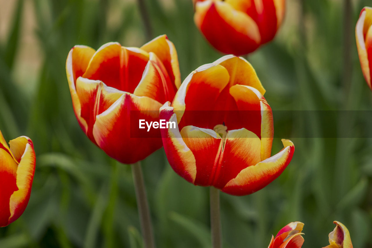 Close-up of red flowers blooming outdoors