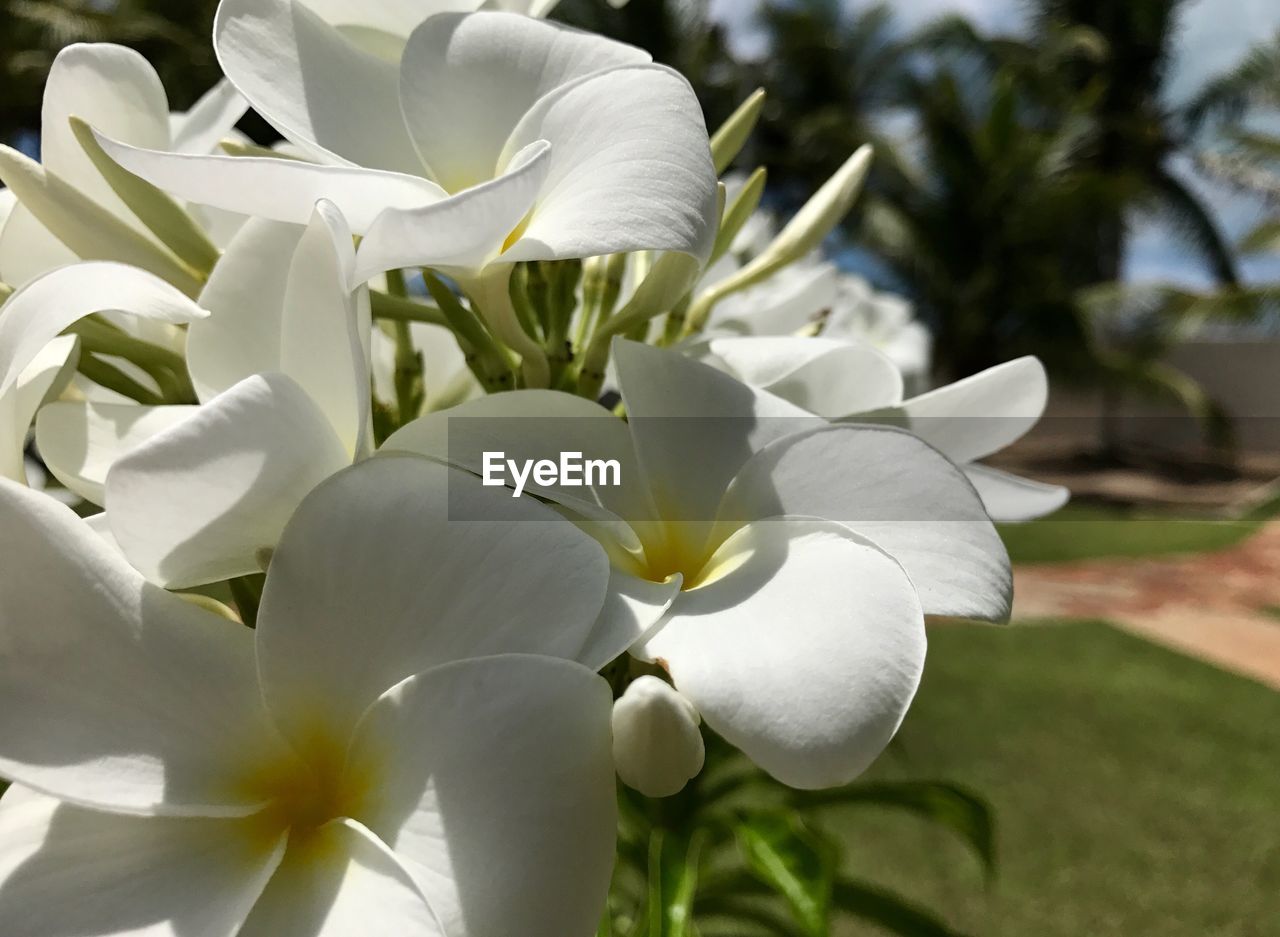 CLOSE-UP OF WHITE FLOWER BLOOMING OUTDOORS